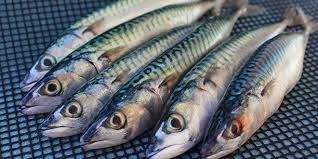 Pénurie du poisson maquereau